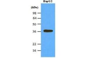 Western Blotting (WB) image for anti-Protein Phosphatase 1, Catalytic Subunit, alpha Isoform (PPP1CA) (AA 30-299) antibody (ABIN316597) (PPP1CA antibody  (AA 30-299))