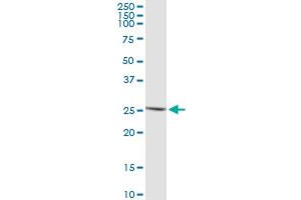 IFNE antibody  (AA 109-208)