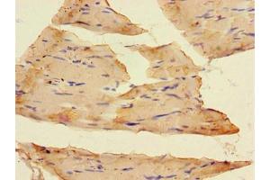 SLC37A1 antibody  (AA 245-302)