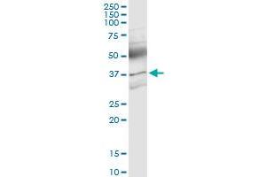 Immunoprecipitation of ACVR2B transfected lysate using anti-ACVR2B MaxPab rabbit polyclonal antibody and Protein A Magnetic Bead , and immunoblotted with ACVR2B purified MaxPab mouse polyclonal antibody (B01P) . (ACVR2B antibody  (AA 1-303))