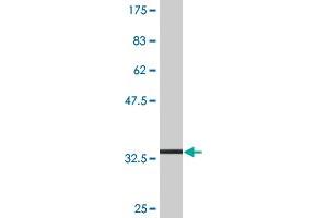 Western Blotting (WB) image for anti-Solute Carrier Family 36 (Proton/amino Acid Symporter), Member 2 (SLC36A2) (AA 1-71) antibody (ABIN531053)