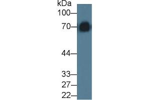 Western blot analysis of Mouse Serum, using Rat KNG1 Antibody (5 µg/ml) and HRP-conjugated Goat Anti-Rabbit antibody (