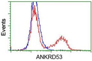 HEK293T cells transfected with either RC206701 overexpress plasmid (Red) or empty vector control plasmid (Blue) were immunostained by anti-ANKRD53 antibody (ABIN2454354), and then analyzed by flow cytometry. (ANKRD53 antibody  (AA 1-300))