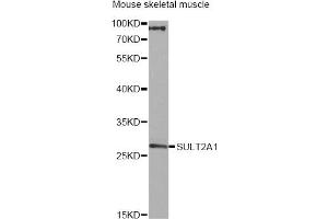 Western blot analysis of extracts of mouse skeletal muscle, using SULT2A1 antibody. (SULT2A1 antibody)