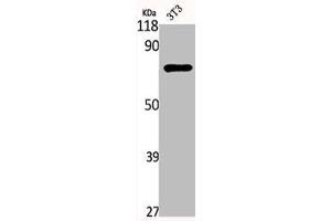 Western Blot analysis of NIH-3T3 cells using hnRNP Q Polyclonal Antibody