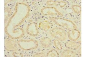 Immunohistochemistry of paraffin-embedded human kidney tissue using ABIN7163286 at dilution of 1:100 (PGAM2 antibody  (AA 1-253))