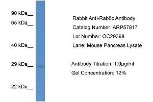 Western Blotting (WB) image for anti-RAB5C, Member RAS Oncogene Family (Rab5c) (C-Term) antibody (ABIN785950) (Rab5c antibody  (C-Term))
