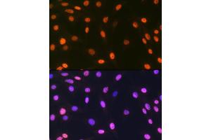 Immunofluorescence analysis of C6 cells using macroH2A. (H2AFY antibody)