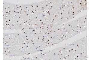 ABIN6274272 at 1/100 staining Mouse heart tissue by IHC-P. (FXR2 antibody  (C-Term))