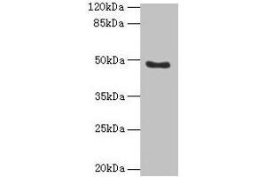 Western blot All lanes: RBBP7 antibody at 10 μg/mL + 293T whole cell lysate Secondary Goat polyclonal to rabbit IgG at 1/10000 dilution Predicted band size: 48, 53 kDa Observed band size: 48 kDa (RBBP7 antibody  (AA 1-425))