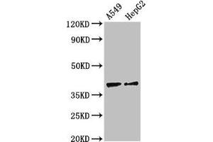 Western Blot Positive WB detected in: A549 whole cell lysate, HepG2 whole cell lysate All lanes: CCR10 antibody at 2. (CCR1 antibody  (AA 314-362))