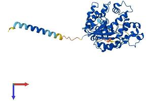 AlphaFold protein structure predicition of Human Recombinant CHST4 Protein, UniprotID Q8NCG5 (CHST4 Protein (AA 1-386) (His tag))