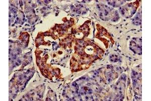 Immunohistochemistry of paraffin-embedded human pancreatic tissue using ABIN7160365 at dilution of 1:100