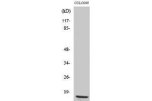 Western Blotting (WB) image for anti-Ribosomal Protein L36 (RPL36) (Internal Region) antibody (ABIN3186781) (RPL36 antibody  (Internal Region))