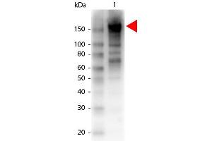 Western Blotting (WB) image for anti-alpha-2-Macroglobulin (A2M) antibody (Biotin) (ABIN1607633) (alpha 2 Macroglobulin antibody  (Biotin))