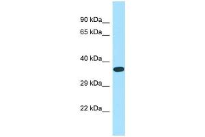 ASB14 antibody  (N-Term)