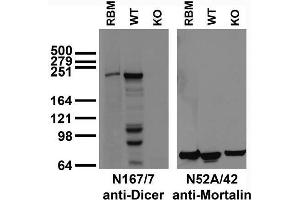 Immunoblot versus adult rat brain membranes (RBM) and extracts of embryonic stem (ES) cells from wild-type (WT) and Dicer knockout (KO) mice probed with N167/7 (left) and N52A/42 (right, loading control) TC supe.