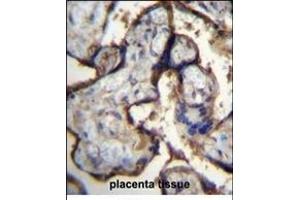 ITGA5 Antibody (Center) (ABIN656138 and ABIN2845477) immunohistochemistry analysis in formalin fixed and paraffin embedded human placenta tissue followed by peroxidase conjugation of the secondary antibody and DAB staining. (ITGA5 antibody  (AA 575-602))