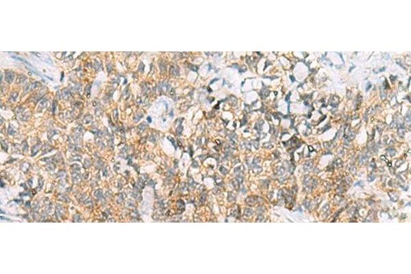 TUFT1 antibody