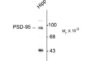 Western blots of rat hippocampal (Hipp) lysate showing specific immunolabeling of the ~95k PSD-95 protein. (DLG4 antibody  (N-Term))