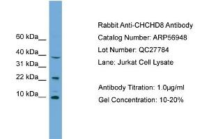 WB Suggested Anti-CHCHD8  Antibody Titration: 0. (COA4 antibody  (Middle Region))