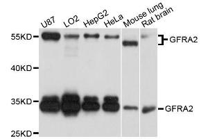 Western blot analysis of extracts of various cell lines, using GFRA2 antibody. (GFRA2 antibody  (AA 360-464))