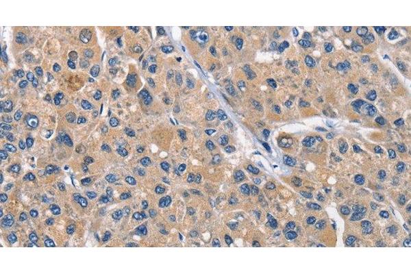 CLEC2D antibody