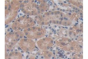 Immunohistochemistry (IHC) image for anti-Chordin (CHRD) (AA 422-635) antibody (ABIN7441952)