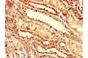 Immunohistochemistry of paraffin-embedded human kidney tissue using ABIN7164313 at dilution of 1:100 (Neuregulin 4 antibody  (AA 1-62))