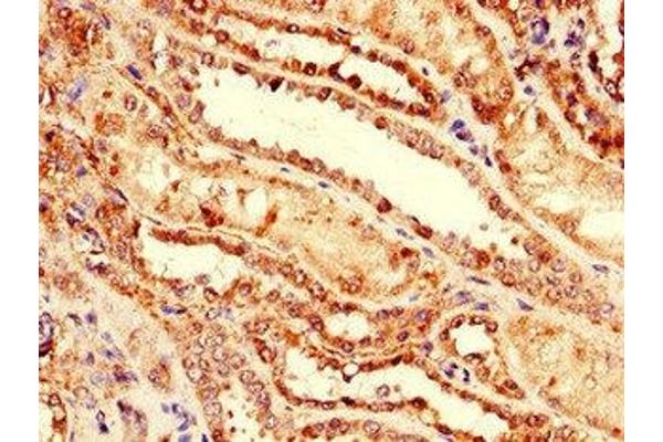 Neuregulin 4 antibody  (AA 1-62)
