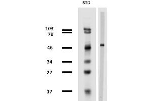 Western blotting analysis of porcine brain lysate using anti-beta tubulin (TU-13) purified. (TUBB antibody)