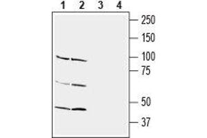Western blot analysis of rat (lanes 1 and 3) and mouse (lanes 2 and 4) brain lysate: - 1,2. (nectin-3 antibody  (Extracellular))
