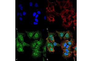 Immunocytochemistry/Immunofluorescence analysis using Rabbit Anti-ULK2 Polyclonal Antibody . (ULK2 antibody  (AA 558-569) (Atto 488))