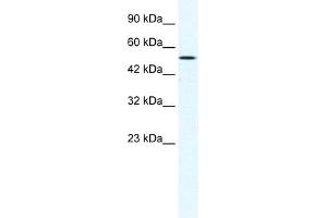WB Suggested Anti-SUV39H1 Antibody Titration:  1. (SUV39H1 antibody  (C-Term))