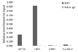 Chromatin immunoprecipitation analysis of extracts of HepG2 cells, using NRF1 antibody (ABIN6128358, ABIN6144851, ABIN6144853 and ABIN6221193) and rabbit IgG. (NRF1 antibody  (AA 240-449))