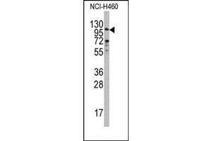 Image no. 1 for anti-Exonuclease 1 (EXO1) (N-Term) antibody (ABIN358056)