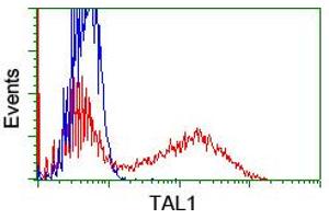HEK293T cells transfected with either RC222628 overexpress plasmid (Red) or empty vector control plasmid (Blue) were immunostained by anti-TAL1 antibody (ABIN2455270), and then analyzed by flow cytometry. (TAL1 antibody)