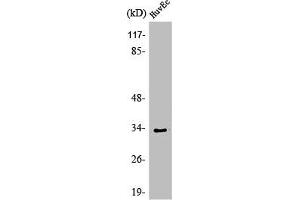 Western Blot analysis of HeLa cells using Olfactory receptor 1L6 Polyclonal Antibody (OR1L6 antibody  (Internal Region))