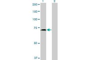 Western Blotting (WB) image for anti-Poliovirus Receptor-Related 2 (Herpesvirus Entry Mediator B) (PVRL2) (AA 1-479) antibody (ABIN519553)