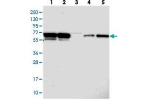 Western blot analysis of Lane 1: RT-4, Lane 2: U-251 MG, Lane 3: Human Plasma, Lane 4: Liver, Lane 5: Tonsil with PSPC1 polyclonal antibody  at 1:250-1:500 dilution.