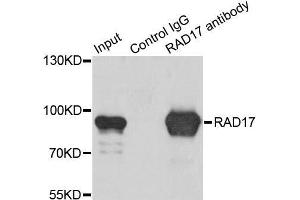 Immunoprecipitation analysis of 200 μg extracts of K562 cells using 1 μg RAD17 antibody (ABIN5973095). (RAD17 antibody)