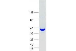 Validation with Western Blot