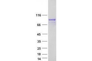 RGL3 Protein (Myc-DYKDDDDK Tag)