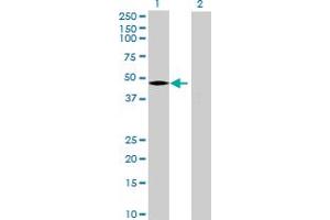 PCYOX1L antibody  (AA 1-418)