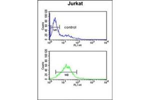 Flow cytometric analysis of Jurkat cells using PLB-Thr17 Cat. (Phospholamban antibody  (Thr17))