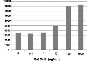 Human THP-1 cells were allowed to migrate to rat Ccl2 at (0, 0. (CCL2 Protein)