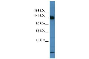 WB Suggested Anti-Bnc1 Antibody Titration:  0. (Basonuclin 1 antibody  (C-Term))