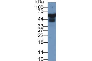 Western Blot; Sample: Human Liver lysate; Primary Ab: 1µg/ml Rabbit Anti-Human APOH Antibody Second Ab: 0. (APOH antibody  (AA 22-345))