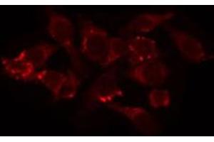 ABIN6274742 staining COS7 by IF/ICC. (MRPL44 antibody)