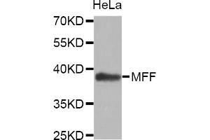 Western blot analysis of extracts of HeLa cells, using MFF antibody (ABIN5972807). (MFF antibody)